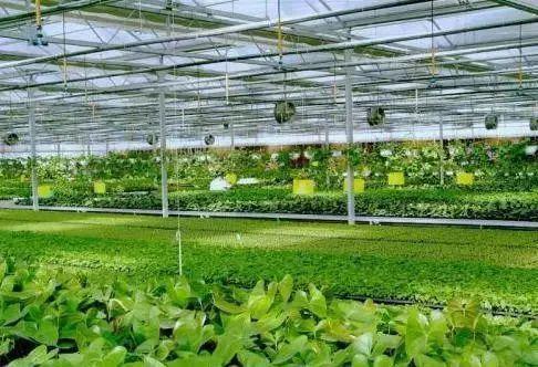 把握智慧農業發展關鍵要點，推動原生態徽菜產業升級