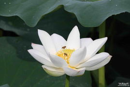 原生態徽菜的獨特魅力 品種與特點探析